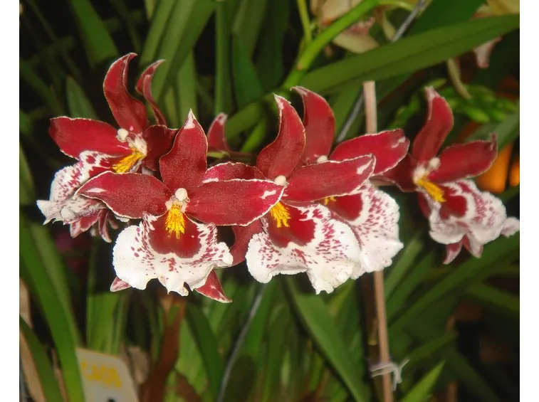 fiori cambria
