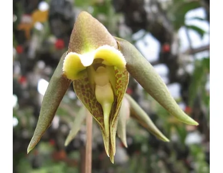 Catasetum gnomus