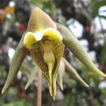 Catasetum gnomus