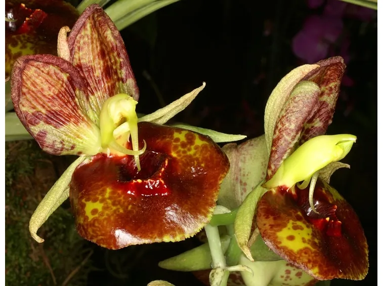 catasetum pileatum