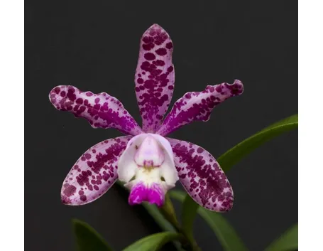 Orchidee Cattleya spicata