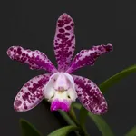 Orchidee Cattleya spicata