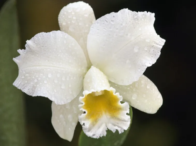 Cattleya