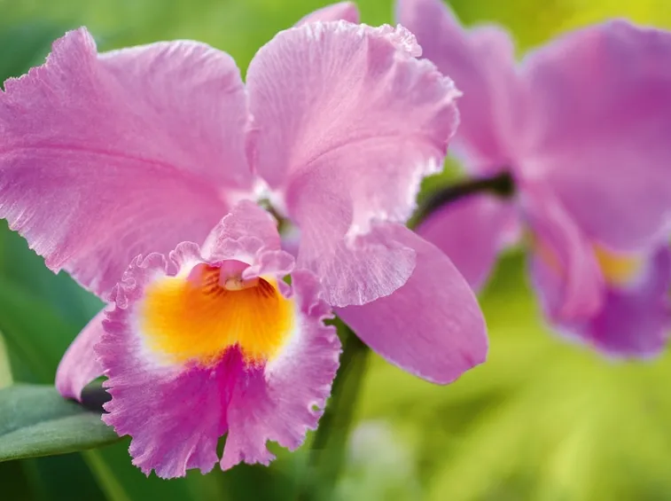 orchidea cattleya