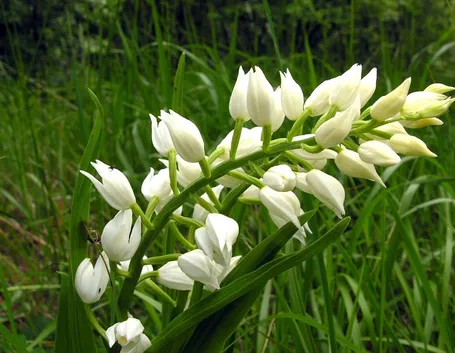 Cephalanthera