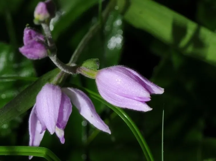 fiori cephalanthera