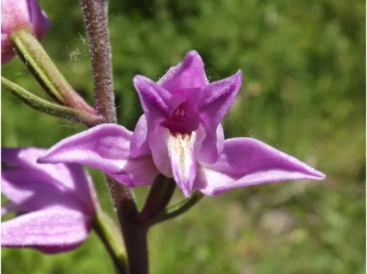 cephalanthera rubra