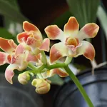 Chysis tricostata