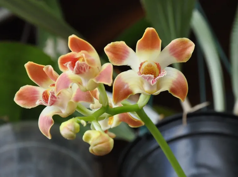 Chysis tricostata