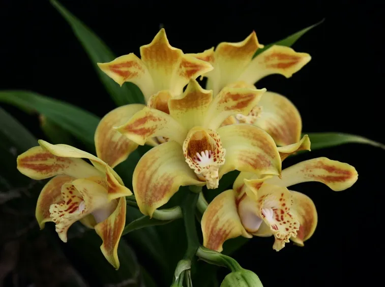 pianta Chysis