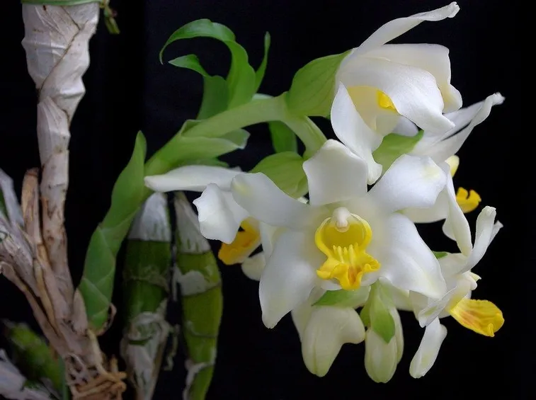 chysis bractescens