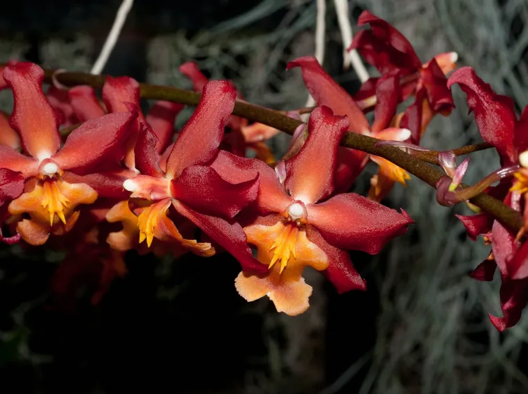cochlioda