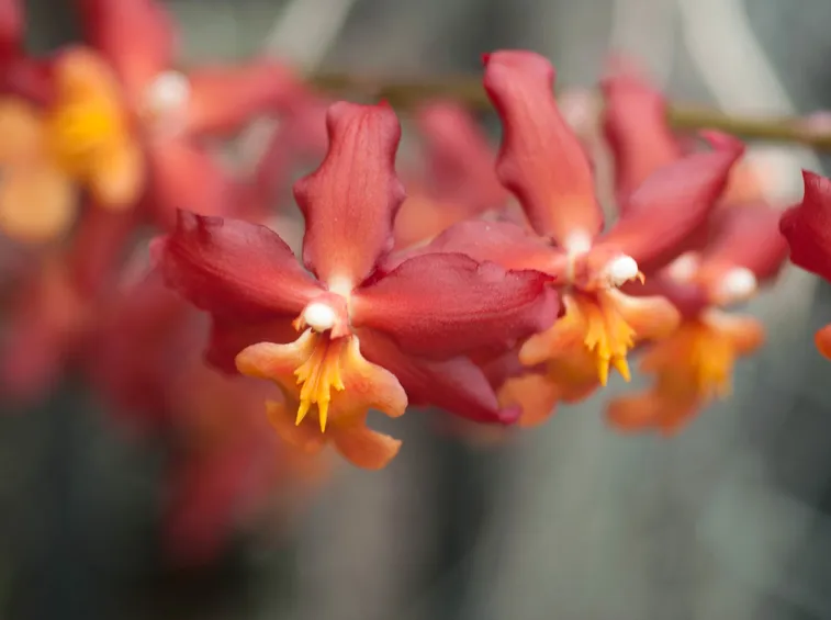 moltiplicazione orchidea