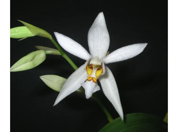 Coelogyne corymbosa