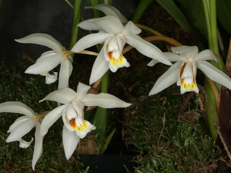 coelogyne lactea