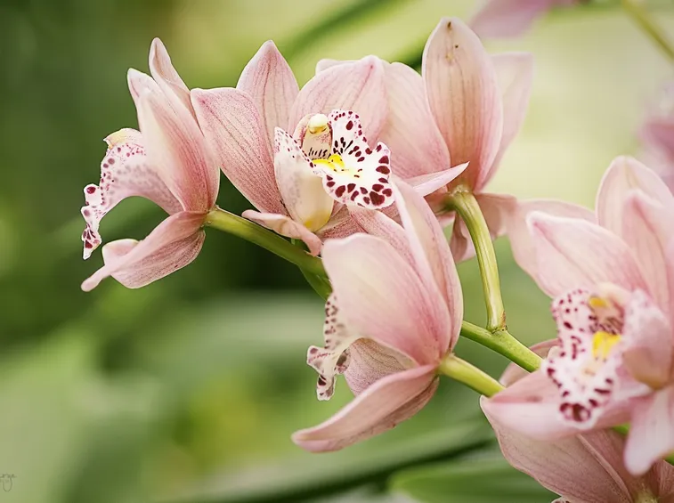 orchidea