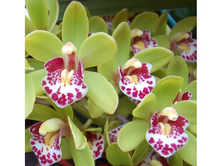 orchidea