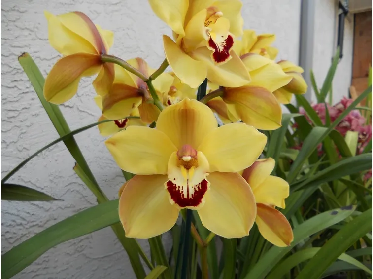 cymbidium