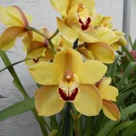cymbidium