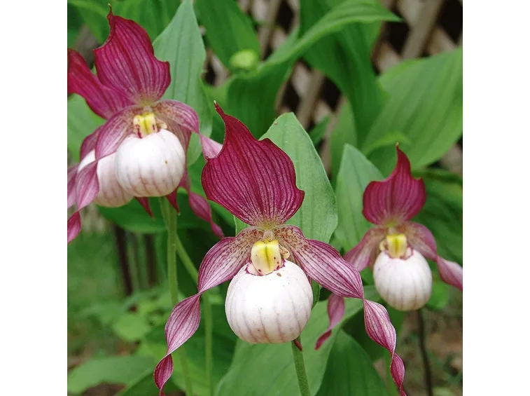 cypripedium gisela