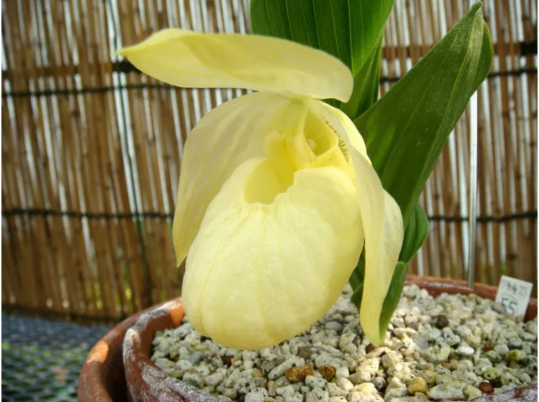 cypripedium macranthon