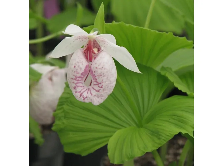 cypripedium formosanum