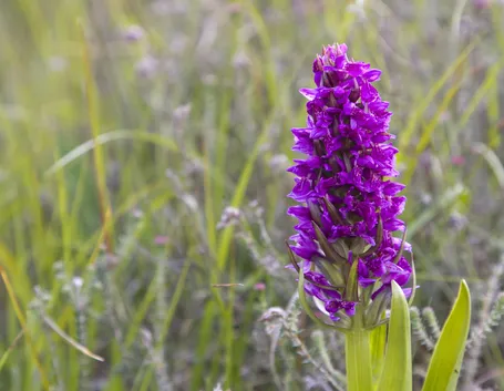 Dactylorhiza incarnata