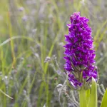 Dactylorhiza incarnata