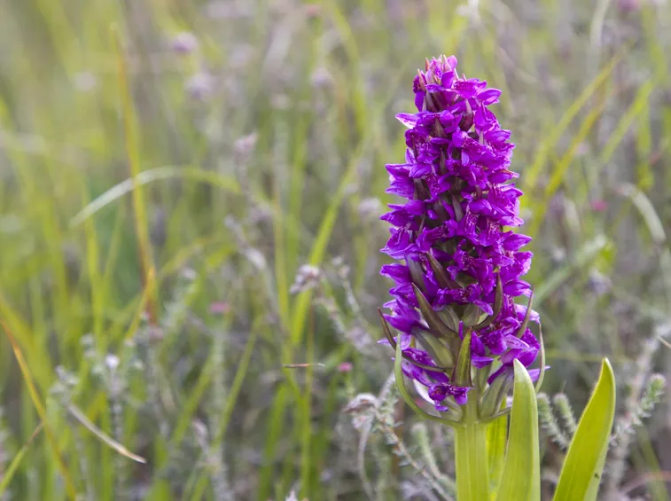 Dactylorhiza incarnata