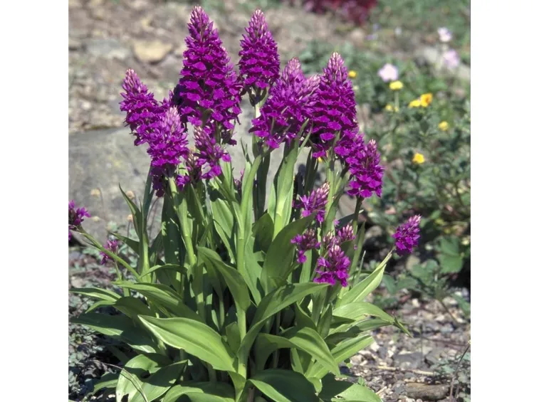 dactylorhiza purpurella