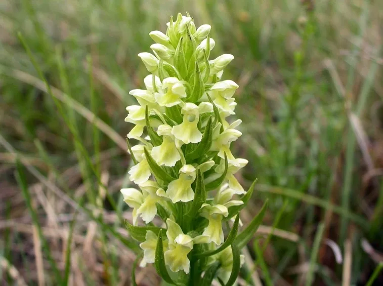 dactylorhiza fiori
