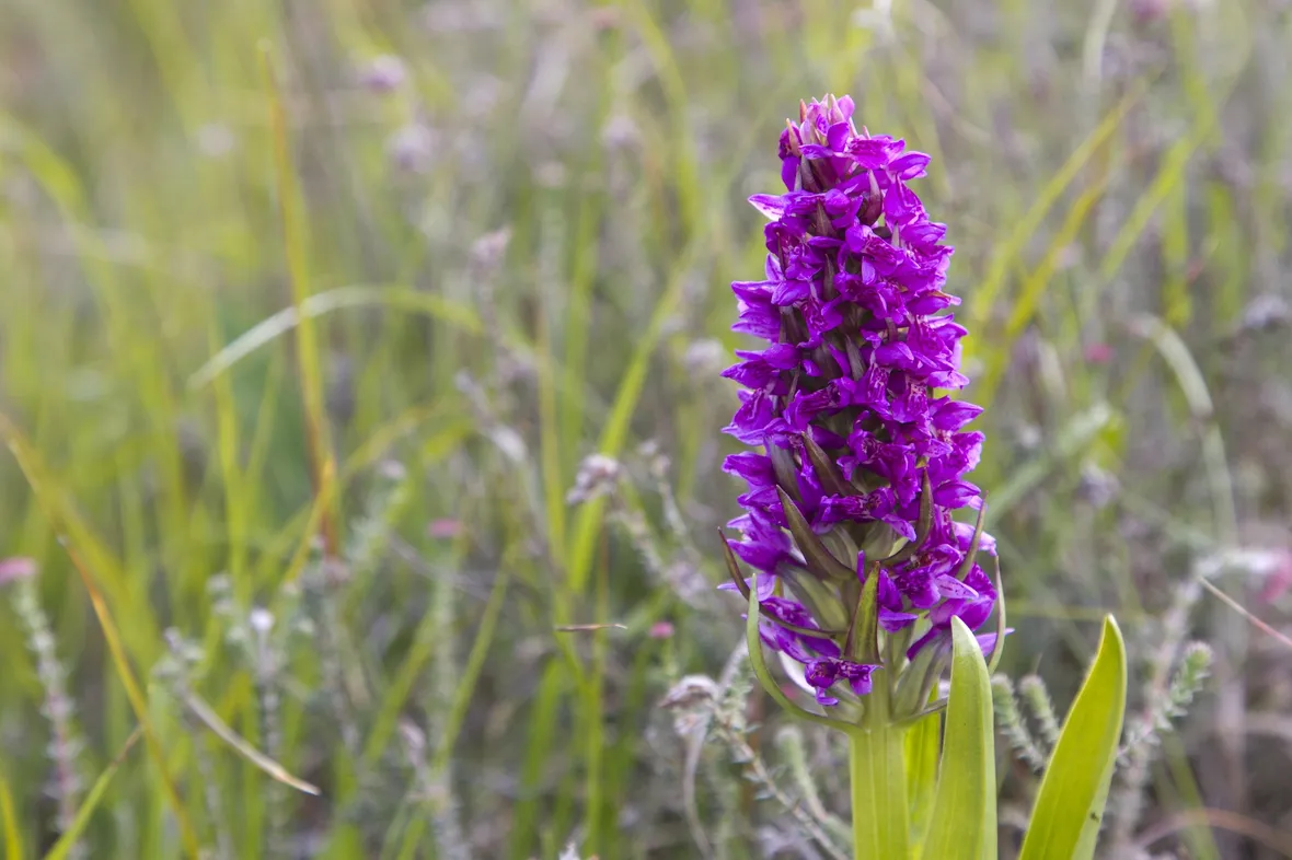 Dactylorhiza incarnata