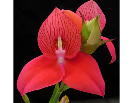 Disa uniflora