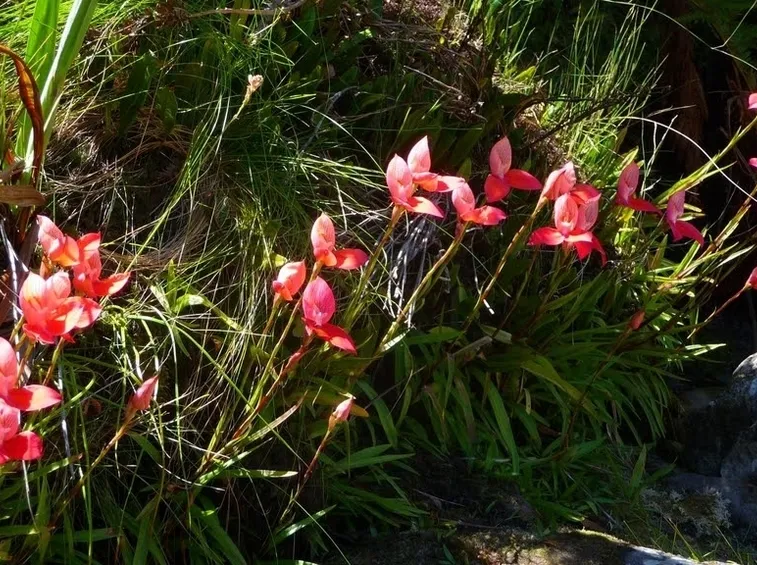 disa uniflora piante