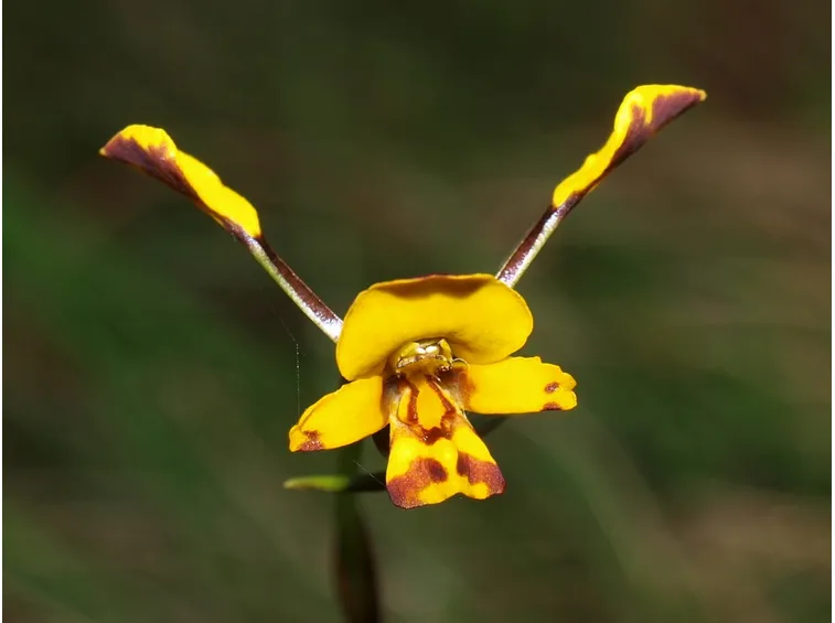 Diuris semiunulata