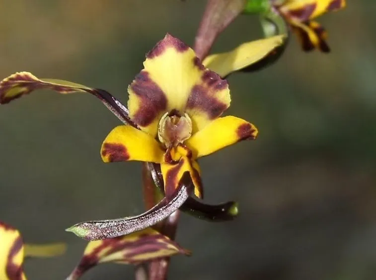 orchidea Diuris pardina