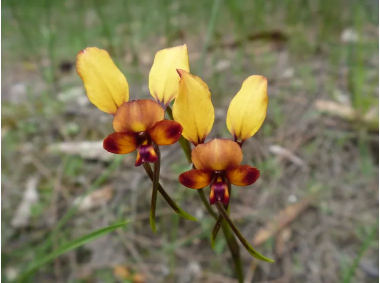 diuris corymbosa