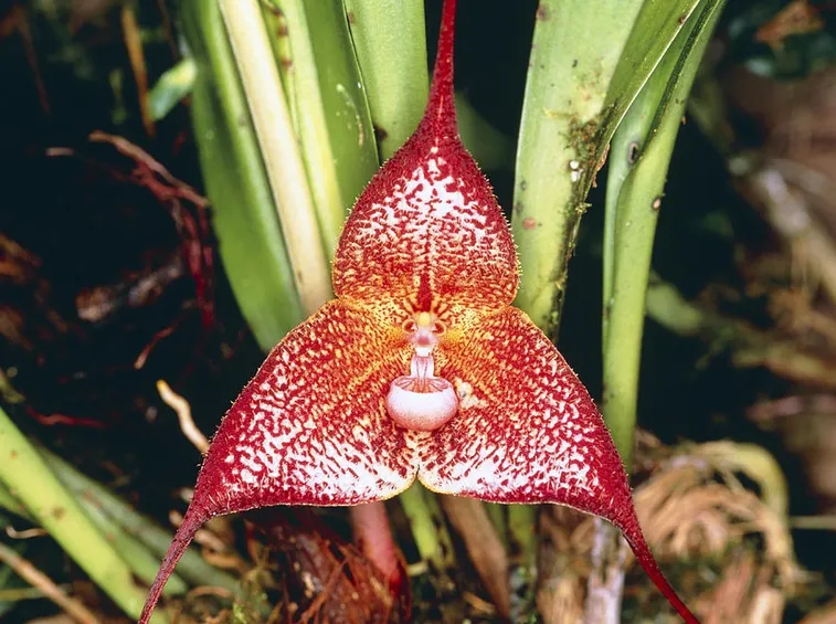 Dracula orchidea
