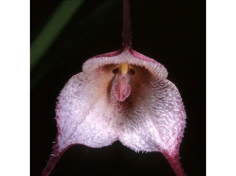 dracula velutina