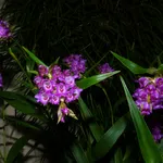 Elleanthus amethystinus