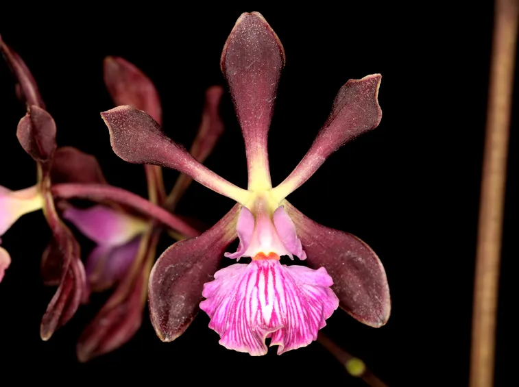 Encyclia
