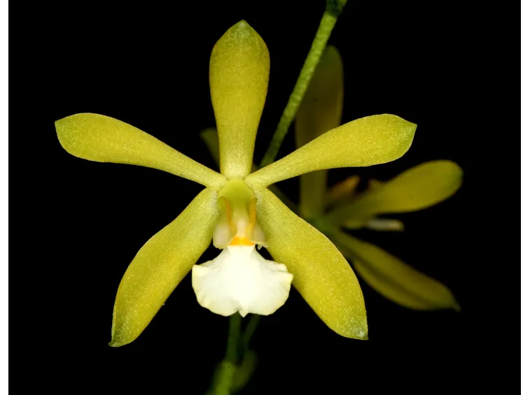 encyclia tampensis