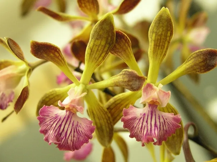 encyclia fiori