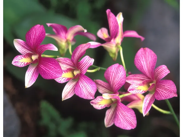 fiori Dendrobium