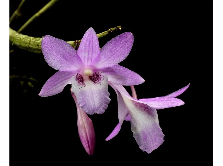 dendrobium intricatum
