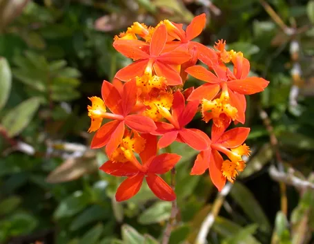 Epidendrum