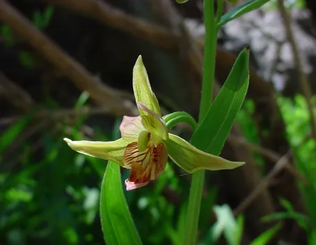 Epipactis gigantea