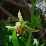 Epipactis gigantea