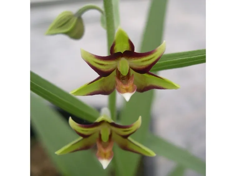 epipactis veratrifolia