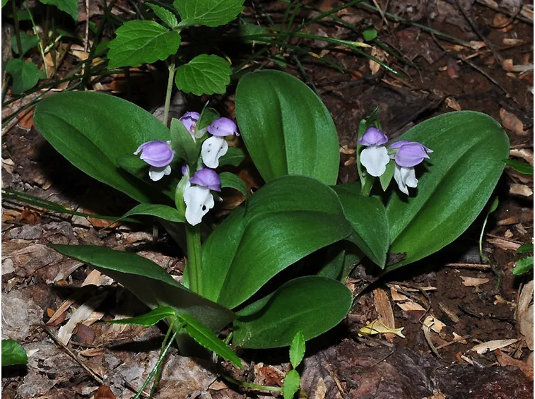 pianta Galearis